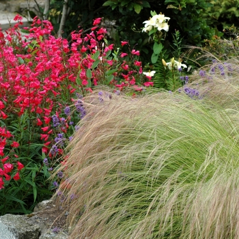 Penstemon 'Firebird' (002747)