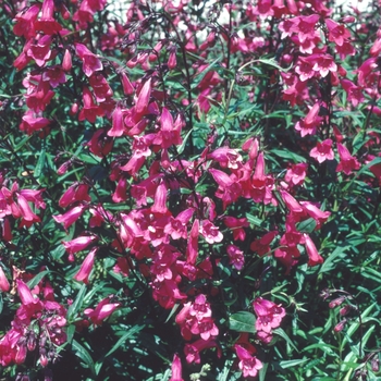 Penstemon 'Firebird' (002748)