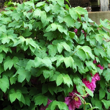 Paeonia suffruticosa 'Chang Hong' (002751)