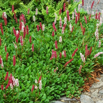 Persicaria affinis 'Superbum' (002762)