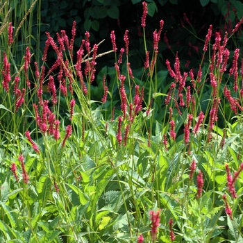 Persicaria amplexicaulis 'Fire Tail' (002765)