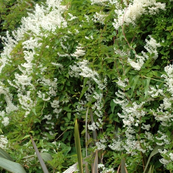 Persicaria aubertii '' (002767)