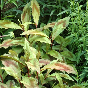 Persicaria virginiana 'Compton's Form' (002769)