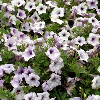 Petunia 'Surprise Blue Veined Improved' (002772)