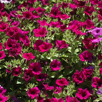 Petunia 'Surprise Kardinal' (002777)