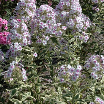 Phlox paniculata 'Creme de Menthe' (002779)