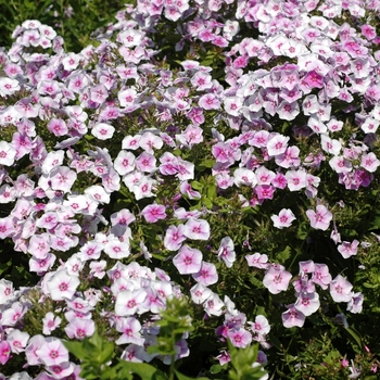 Phlox 'Graefin von Schwerin' (002786)