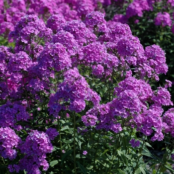 Phlox x arendsii 'Hesperis' (002788)