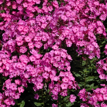 Phlox paniculata 'Little Princess' (002792)