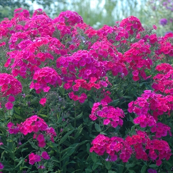 Phlox x arendsii 'Miss Mary' (002794)