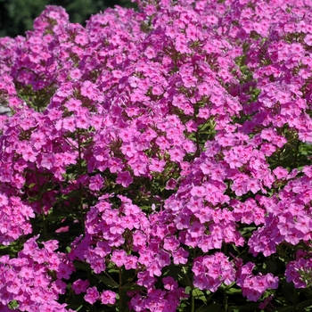 Phlox paniculata 'Shortwood' (002798)