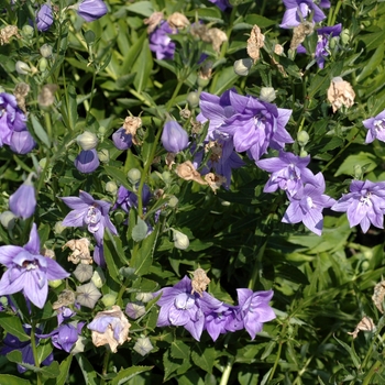 Platycodon grandiflorus 'Double Blue' (002810)