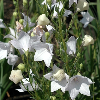 Platycodon grandiflorus 'Fuji White' (002813)