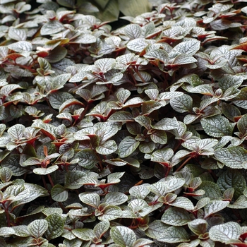 Plectranthus coleoides 'Nico' (002818)