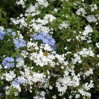 Plumbago auriculata '' (002821)