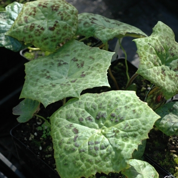 Podophyllum 'Spotty Dotty' (002824)