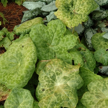 Podophyllum 'Spotty Dotty' (002825)