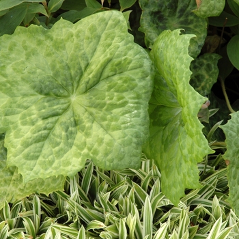 Podophyllum 'Spotty Dotty' (002826)