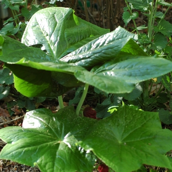 Podophyllum pleianthum '' (002827)