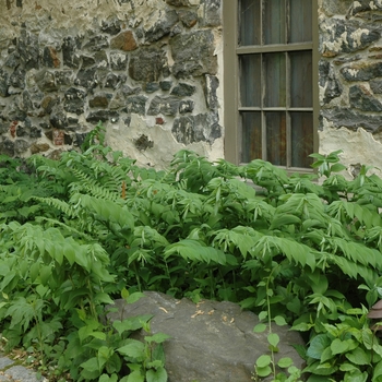 Polygonatum commutatum '' (002830)