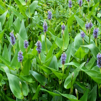 Pontederia cordata '' (002833)