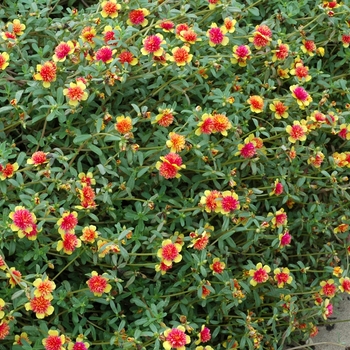 Portulaca grandiflora Fairytales 'Cinderella' (002838)