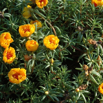 Portulaca oleracea 'Tequila Yellow' (002848)