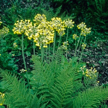 Primula florindae '' (002851)