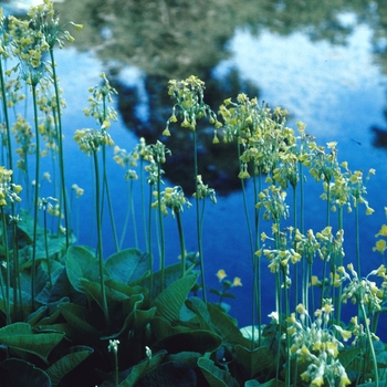 Primula florindae '' (002852)