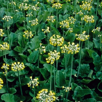 Primula florindae '' (002853)