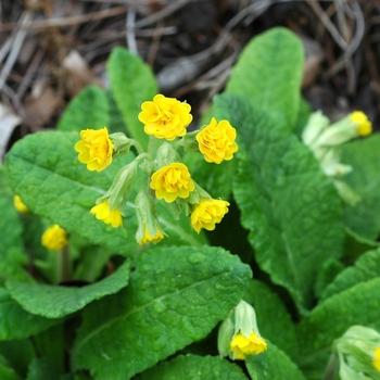 Primula veris 'Katie McSparron' (002854)