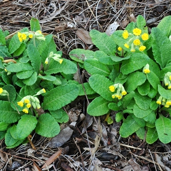 Primula veris 'Katie McSparron' (002855)