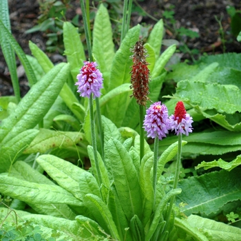 Primula vialii '' (002857)