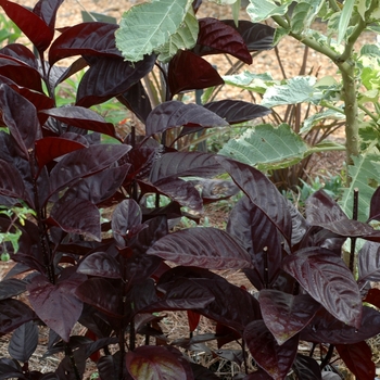 Pseuderanthemum atropurpureum