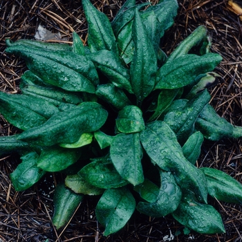 Pulmonaria angustifolia '' (002866)