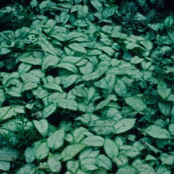 Pulmonaria saccharata 'Argentea' (002868)