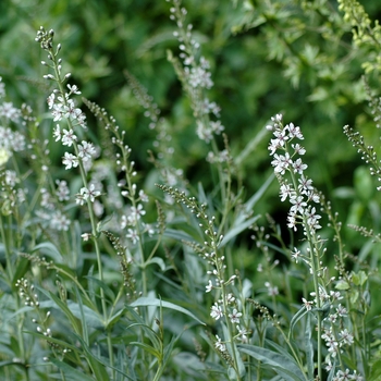 Reseda odorata '' (002872)