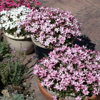 Rhodohypoxis baurii '' (002873)