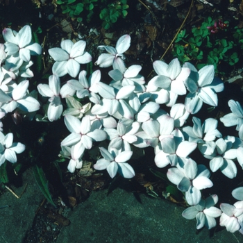 Rhodohypoxis baurii '' (002874)