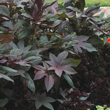 Ricinus communis 'Carmecita' (002875)