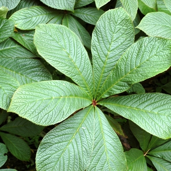 Rodgersia aesculifolia '' (002876)