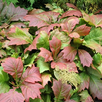 Rodgersia aesculifolia '' (002877)