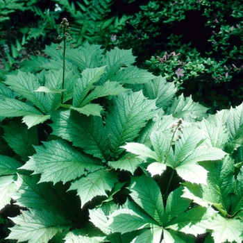 Rodgersia aesculifolia '' (002878)