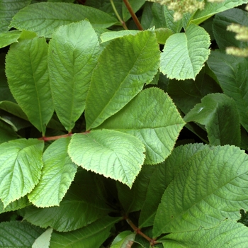 Rodgersia pinnata '' (002881)