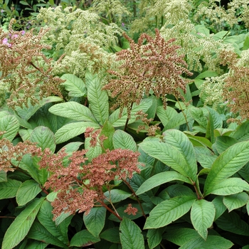 Rodgersia pinnata '' (002882)