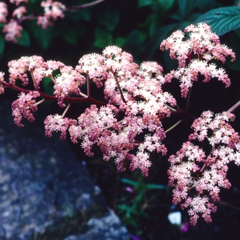 Rodgersia pinnata '' (002883)