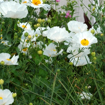 Romneya coulteri '' (002884)