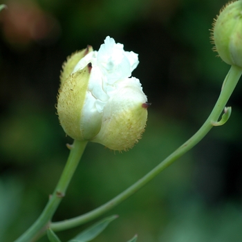 Romneya coulteri '' (002885)