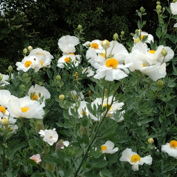 Romneya coulteri '' (002886)