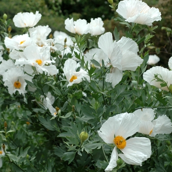 Romneya coulteri '' (002887)